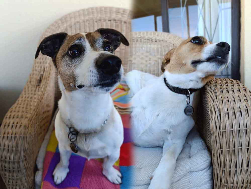 #216 Western Cape, Glencairn ~ Jack Russells: Stitch or Jägermeister 10 #216 Western Cape, Glencairn ~ Jack Russells: Stitch or Jägermeister