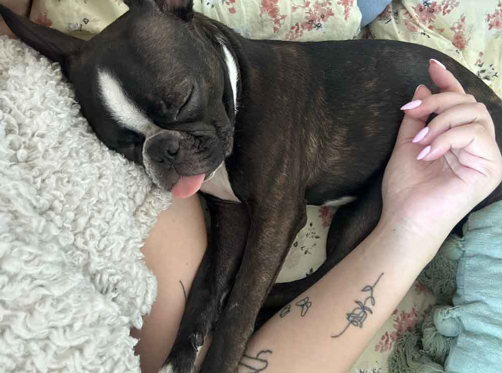 female Boston Terrier sleeping in bed