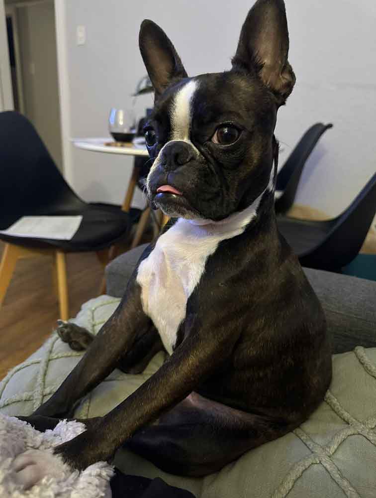 2-year-old female Brindle Boston Terrier