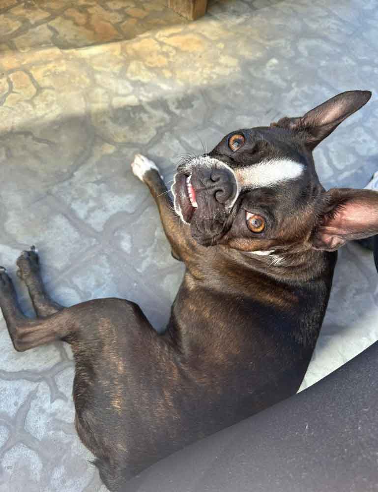 Brindle Boston Terrier Female