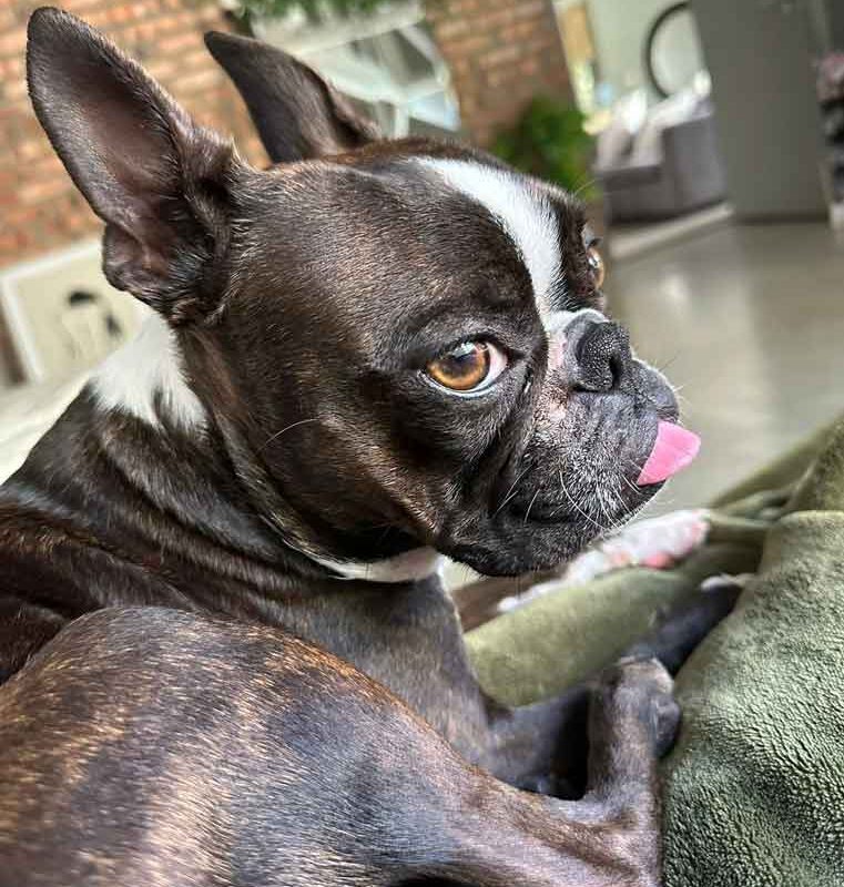 Kaia, a 2-year-old brindle Boston Terrier
