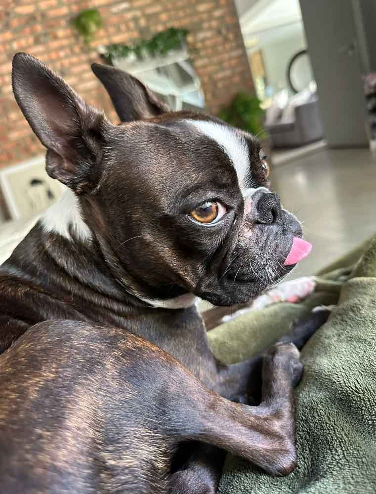 #217 ALREADY ADOPTED – Western Cape, Milnerton ~ Female Boston Terrier: Kaia