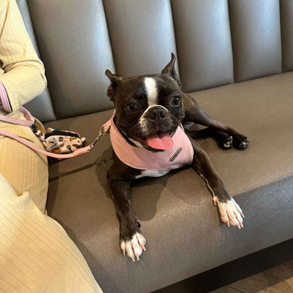  2-year-old female Brindle Boston Terrier