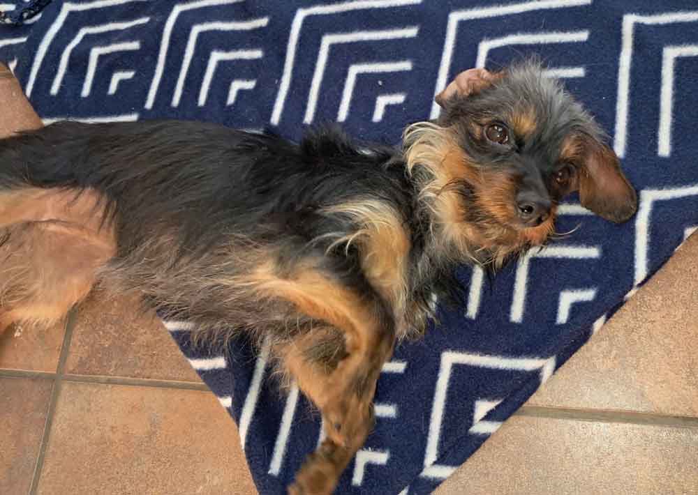 Dorkie: female Yorkshire Terrier mix Miniature Dachshund