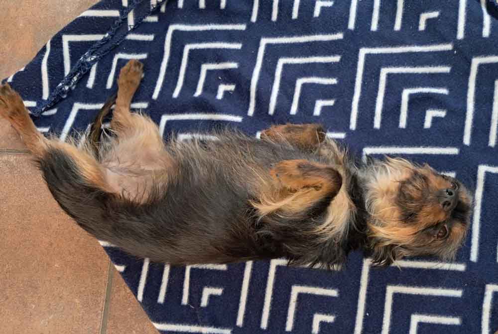 Female Yorkshire Terrier mix Dachshund