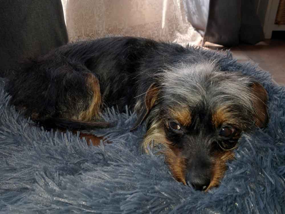 1-year-old Dorkie (Yorkshire Terrier - Miniature Dachshund Mix)
