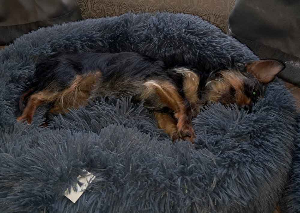 small female Yorkshire Terrier mix