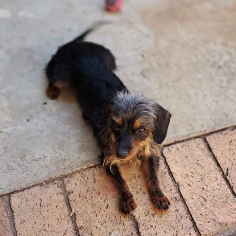 Adopt a Dorkie: Mieke