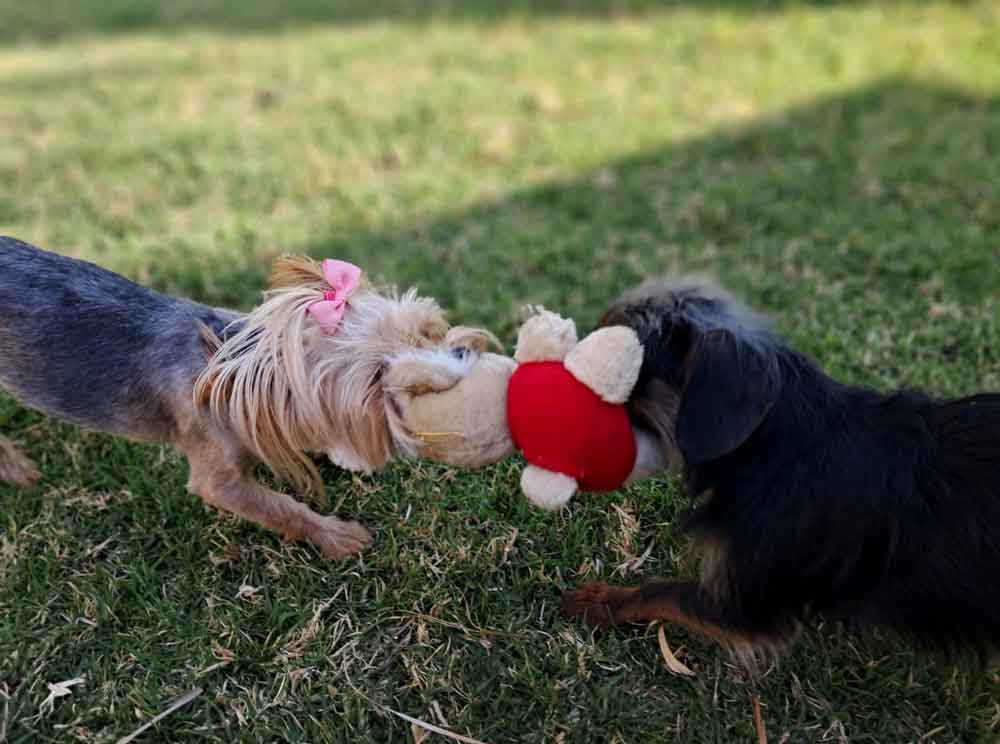 Playful, young female Yorkshire Terrier Mix Dachshund