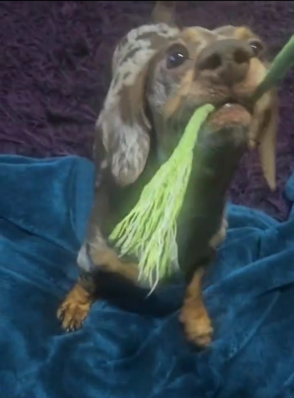rehome a miniature dachshund in gauteng
dapple miniature dachshund adopted and playing in his new home.