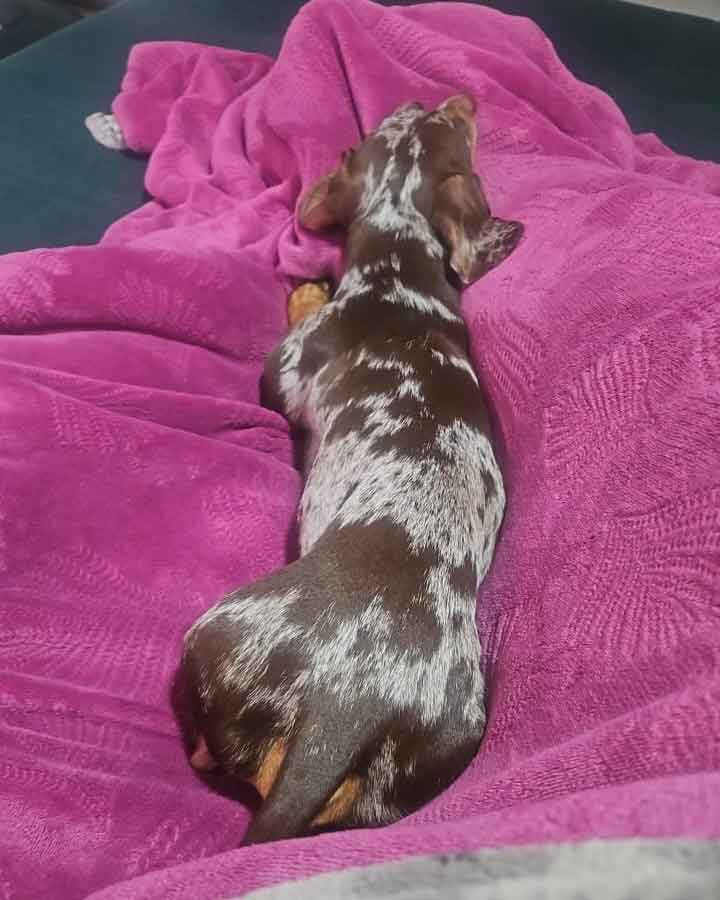 A content Miniature Dachshund sleeping, a common sight for this beloved breed.