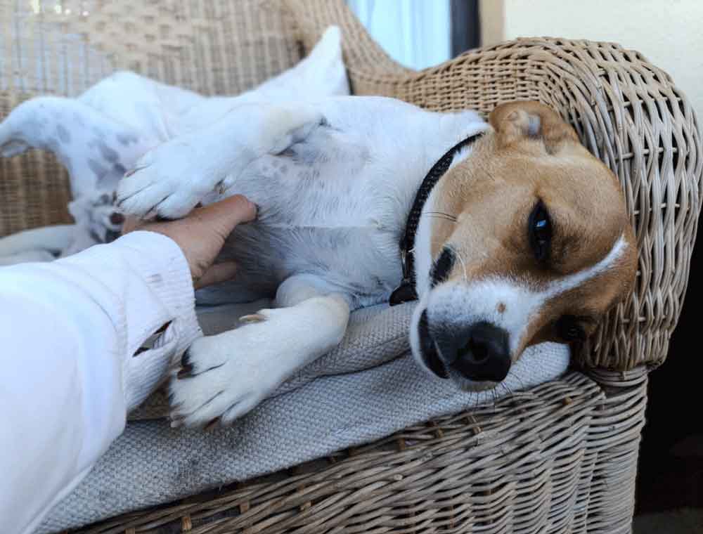 #216 Western Cape, Glencairn ~ Jack Russells: Stitch or Jägermeister 3 3-year-old male Jack Russell