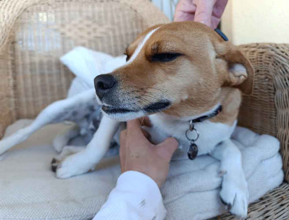 #216 Western Cape, Glencairn ~ Jack Russells: Stitch or Jägermeister 2 3-year-old male Jack Russell