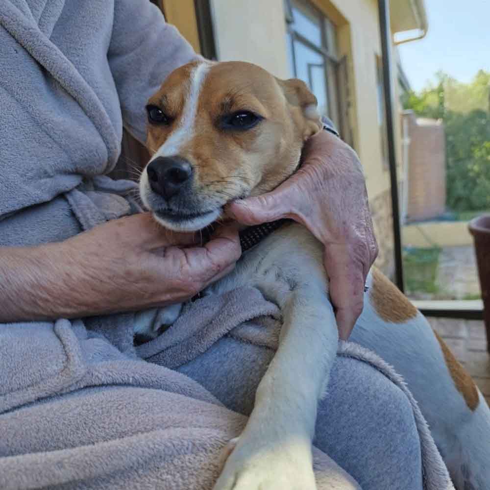 #216 Western Cape, Glencairn ~ Jack Russells: Stitch or Jägermeister 4 3-year-old male Jack Russell