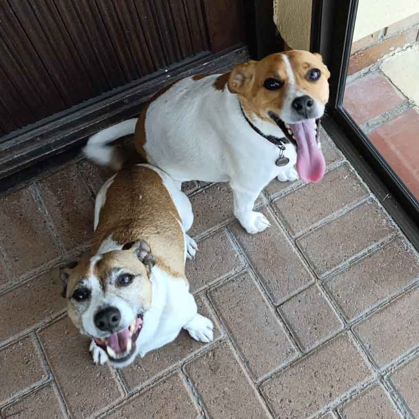 #216 Western Cape, Glencairn ~ Jack Russells: Stitch or Jägermeister 1 Adopt Stitch or Jägermeister: Lovable Jack Russells Urgently Seeking New Homes