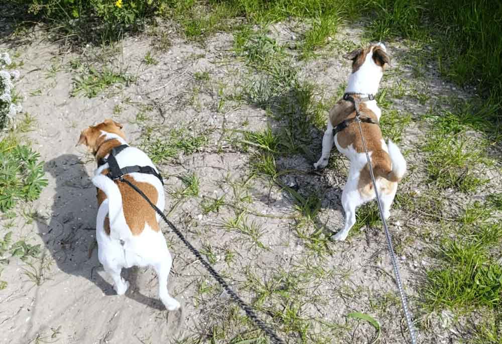 #216 Western Cape, Glencairn ~ Jack Russells: Stitch or Jägermeister 8 Stitch or Jägermeister: Lovable Jack Russells