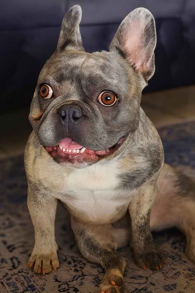 Levi French Bulldog