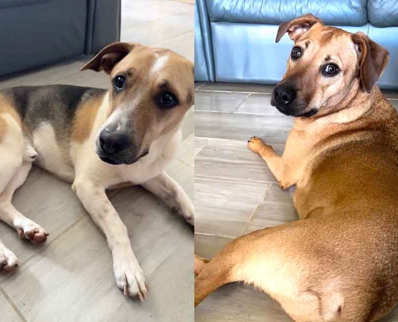 Wollie male Jack Russell - Beagle mix and Wollie mixed breed male dog