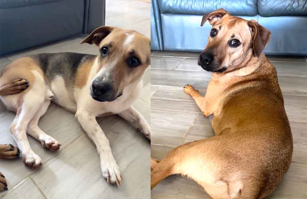 #222 Gauteng, Centurion ~ Adopt Mixed Breed Males in Centurion