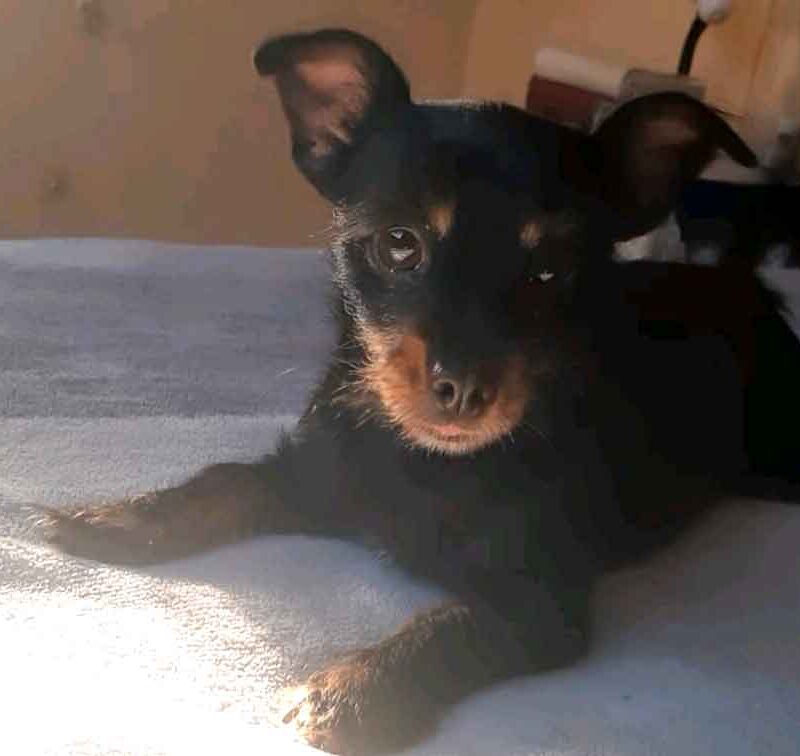 Adopt Dynamite, a fully toilet trained 4.3kg Yorkie Pin ready for a calm home with adults or older kids. Affectionate, indoor companion seeking her forever family in Western Cape