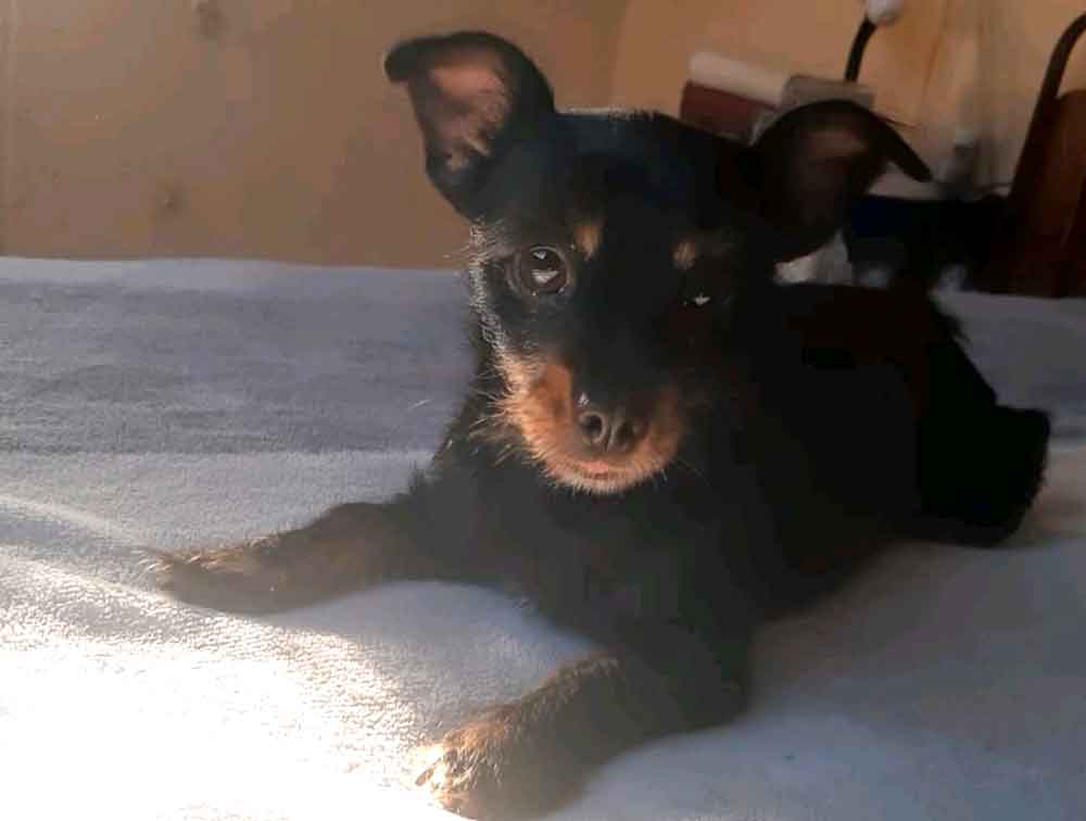 #227 Western Cape, Moorreesburg ~ Adopt Yorkie Pin Female Dynamite 4 #227 Western Cape, Moorreesburg ~ Adopt Yorkie Pin Female Dynamite