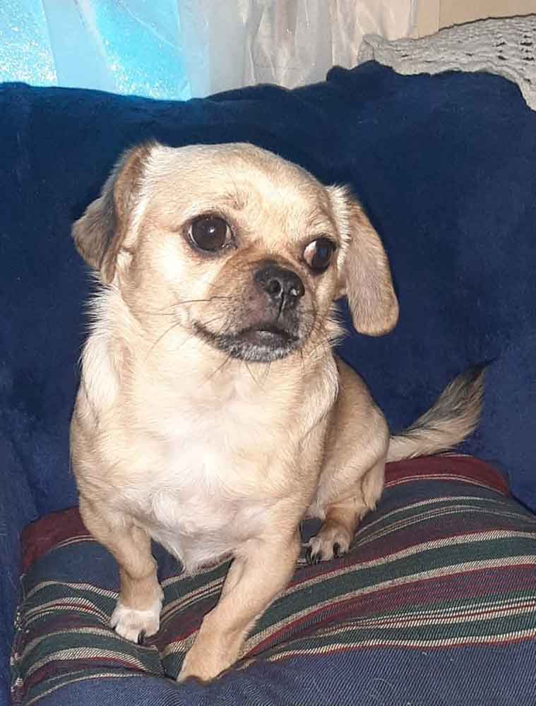 #225 Western Cape, Moorreesburg ~ Adopt Female Pekehund Gizmo 5 4-Year-Old Pekehund for Adoption