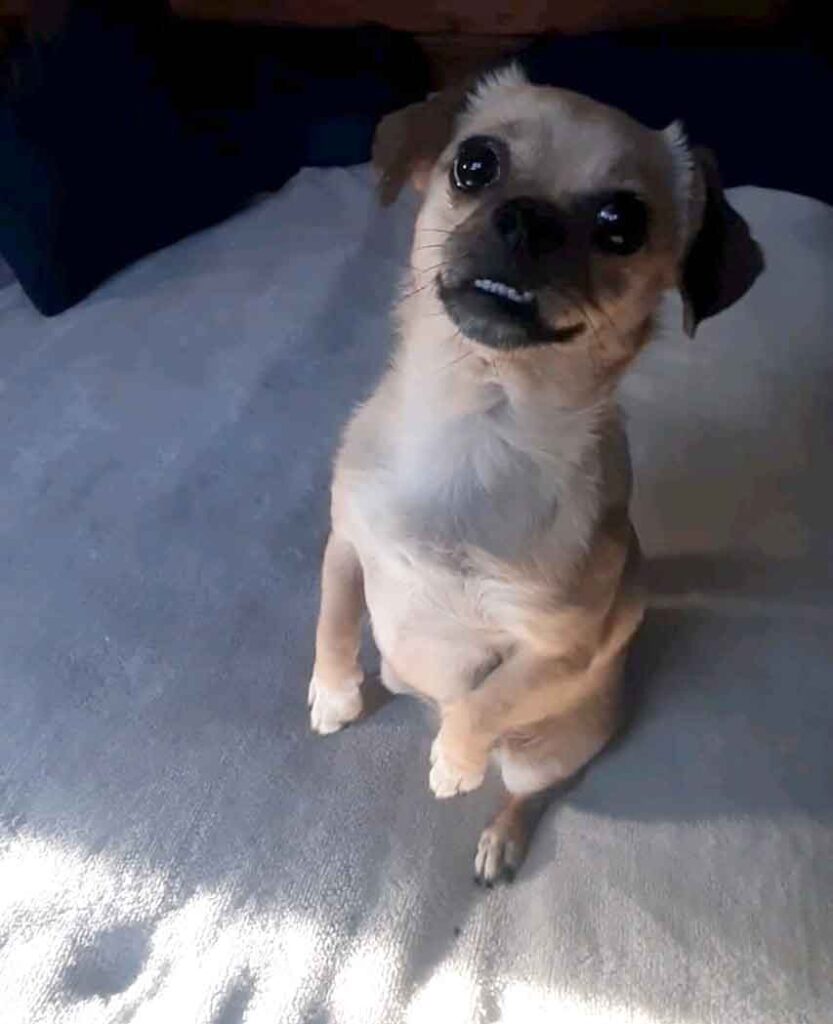 #225 Western Cape, Moorreesburg ~ Adopt Female Pekehund Gizmo 4 Female Pekingese-Dachshund Mix