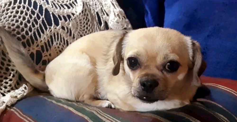 #225 Western Cape, Moorreesburg ~ Adopt Female Pekehund Gizmo 6 #225 Western Cape, Moorreesburg ~ Adopt Female Pekehund Gizmo