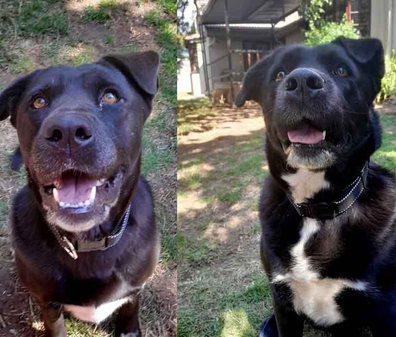 Adopt Labrador-Chowski-Mix Females: Jellybean and Jellytot