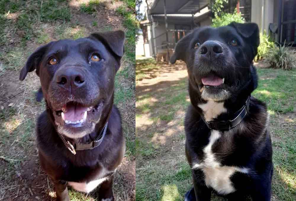 #223 Gauteng, Randburg ~ Adopt Labrador-Chowski-Mix Females: Jellybean and Jellytot 7 #223 Gauteng, Randburg ~ Adopt Labrador-Chowski-Mix Females: Jellybean and Jellytot