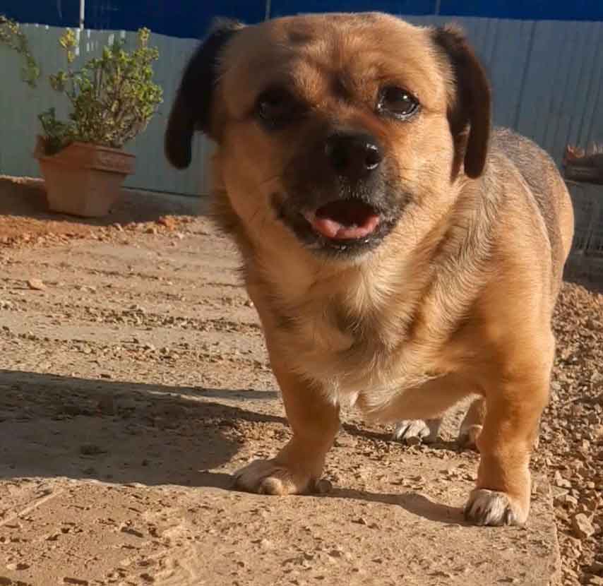 #226 Western Cape, Moorreesburg ~ Adopt Kira Pekehund 5 #226 Western Cape, Moorreesburg ~ Adopt Kira Pekehund