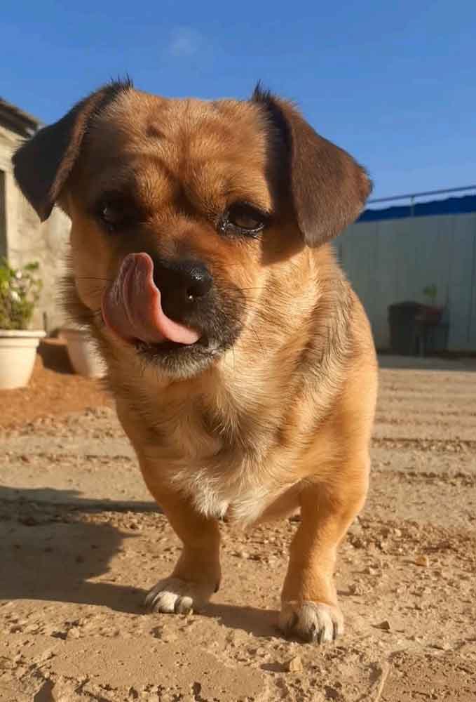 #226 Western Cape, Moorreesburg ~ Adopt Kira Pekehund 1 Adopt Kira