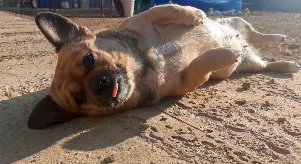 #226 Western Cape, Moorreesburg ~ Adopt Kira Pekehund 5 loving small female Pekingese Dachshund Mix