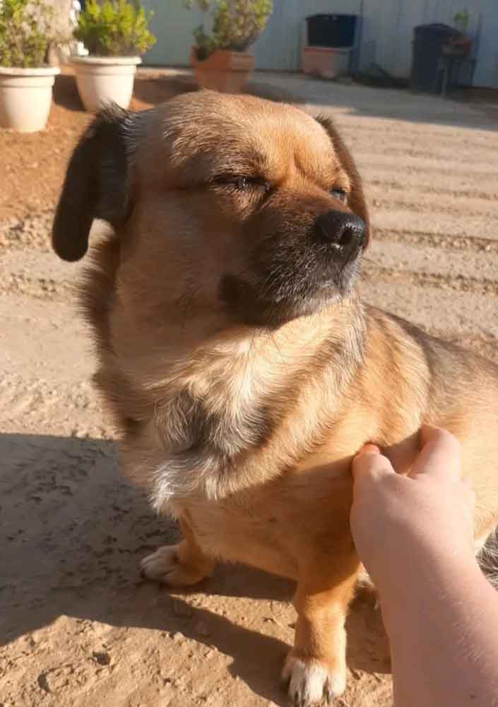 #226 Western Cape, Moorreesburg ~ Adopt Kira Pekehund 2 Tranquil female Pekehund Kira enjoying chin scratches, relaxed expression