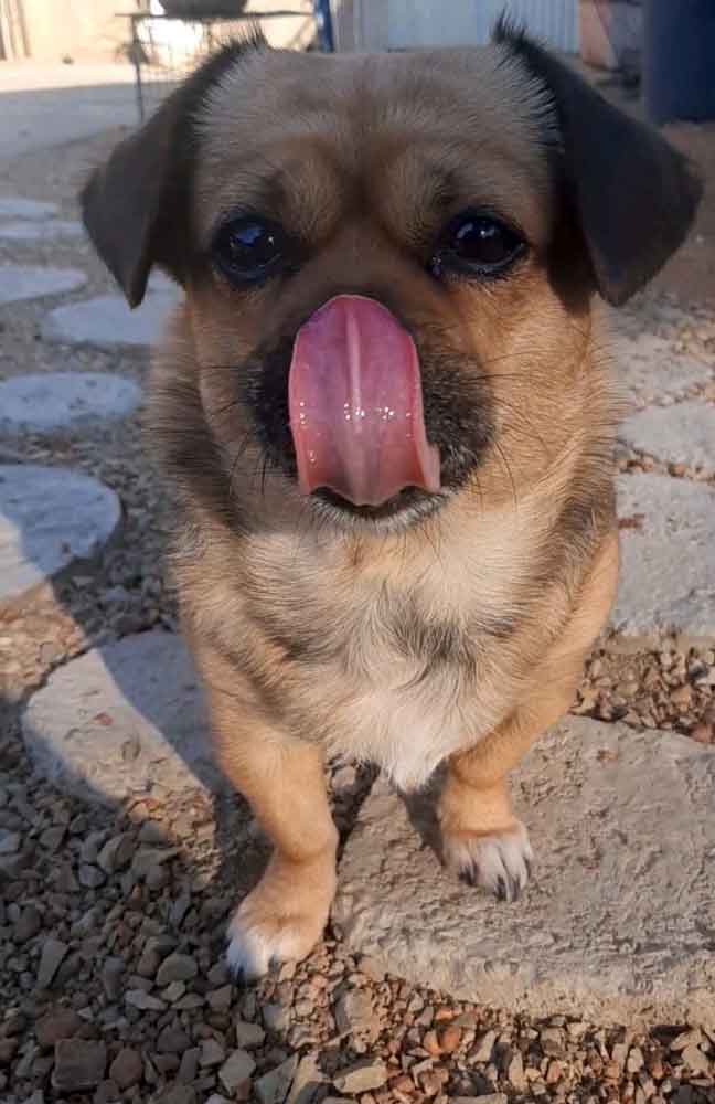 #226 Western Cape, Moorreesburg ~ Adopt Kira Pekehund 3 Kirra female Pekehund 5