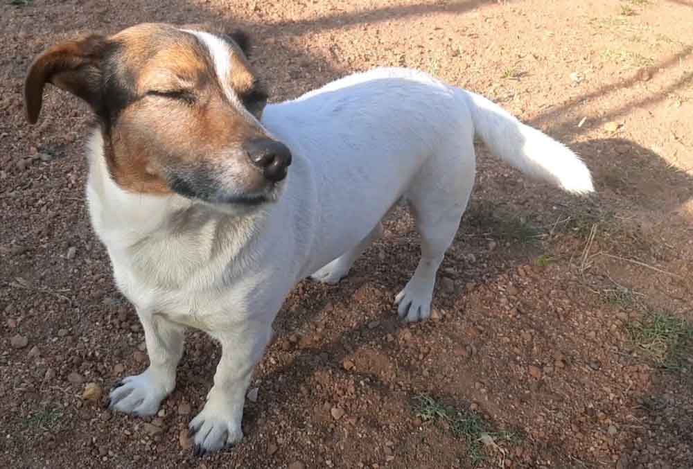 #229 ALREADY ADOPTED - Western Cape, Moorreesburg ~ Adopt Female Jack Russell Lily 2 jack Russell