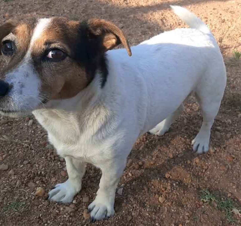 Senior Female Jack Russell