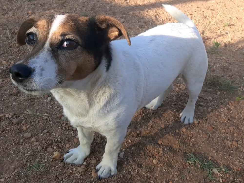 #229 Western Cape, Moorreesburg ~ Adopt Female Jack Russell Lily 2 #229 Western Cape, Moorreesburg ~ Adopt Female Jack Russell Lily