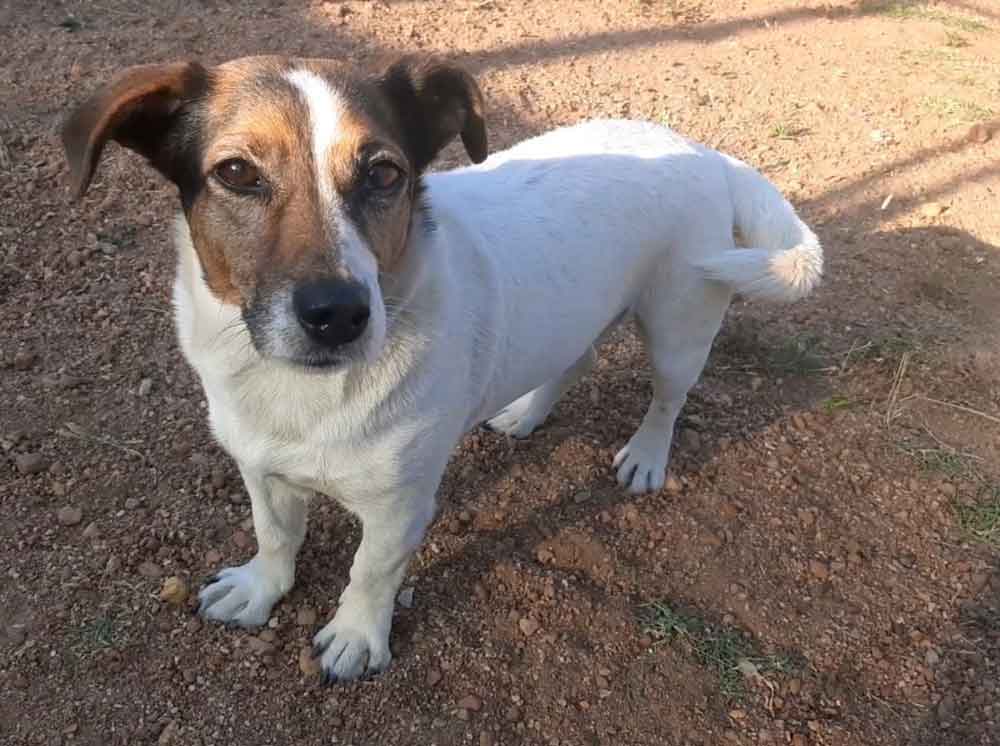 #229 ALREADY ADOPTED - Western Cape, Moorreesburg ~ Adopt Female Jack Russell Lily 3 Senior Dog Female Jack Russell