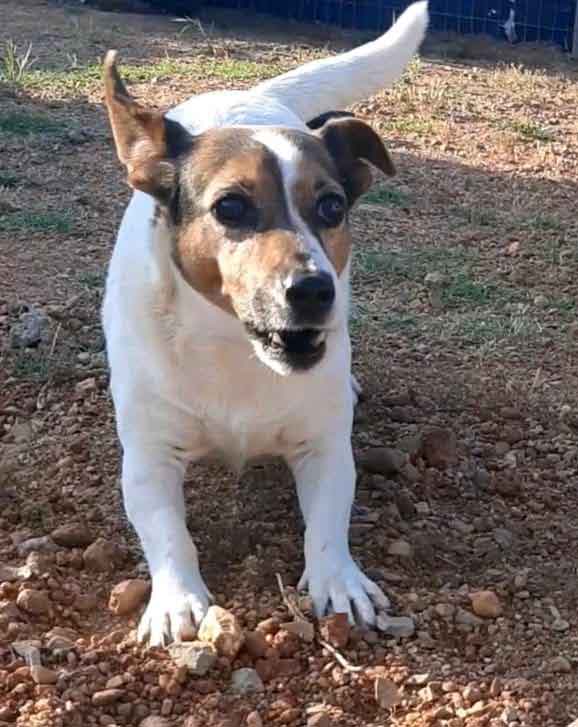 #229 ALREADY ADOPTED - Western Cape, Moorreesburg ~ Adopt Female Jack Russell Lily 5 playful 7 year old female Jack Russell