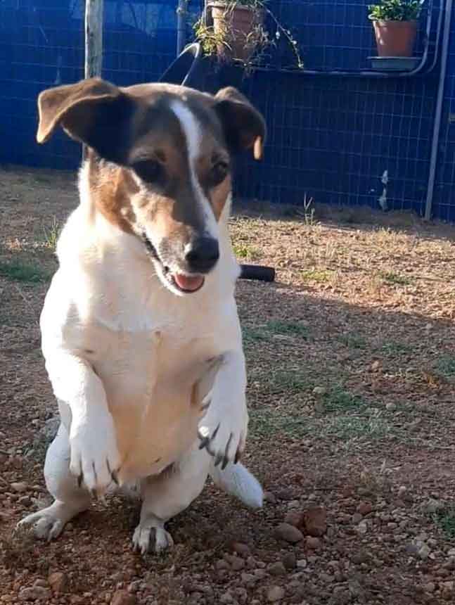 #229 ALREADY ADOPTED - Western Cape, Moorreesburg ~ Adopt Female Jack Russell Lily 4 fEnergetic 6-year-old female Jack Russell Lily greeting visitors, ready for adoption in South Africa