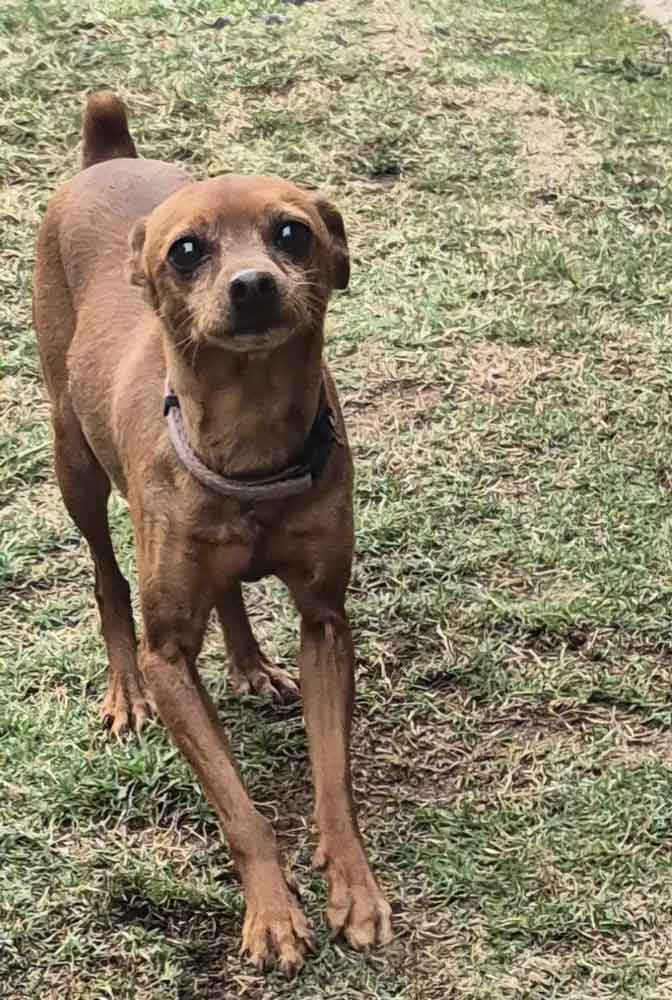 #220 Gauteng, Boksburg ~ Adopt Min Pins: Roscoe and Mia 6 Mia: The Shy Sweetheart with a Twist