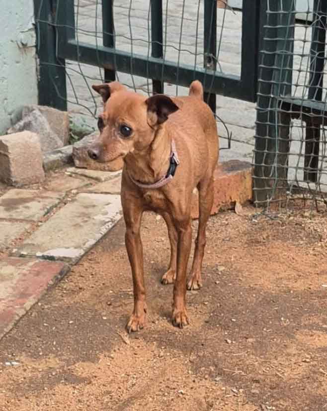 #220 Gauteng, Boksburg ~ Adopt Min Pins: Roscoe and Mia 7 8-year-old female Miniature Pinscher