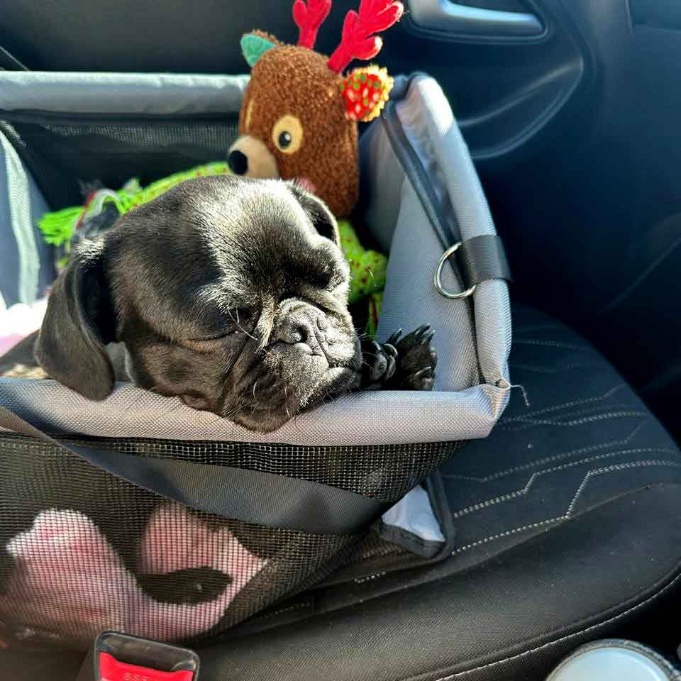 Pug sleeping in car seat