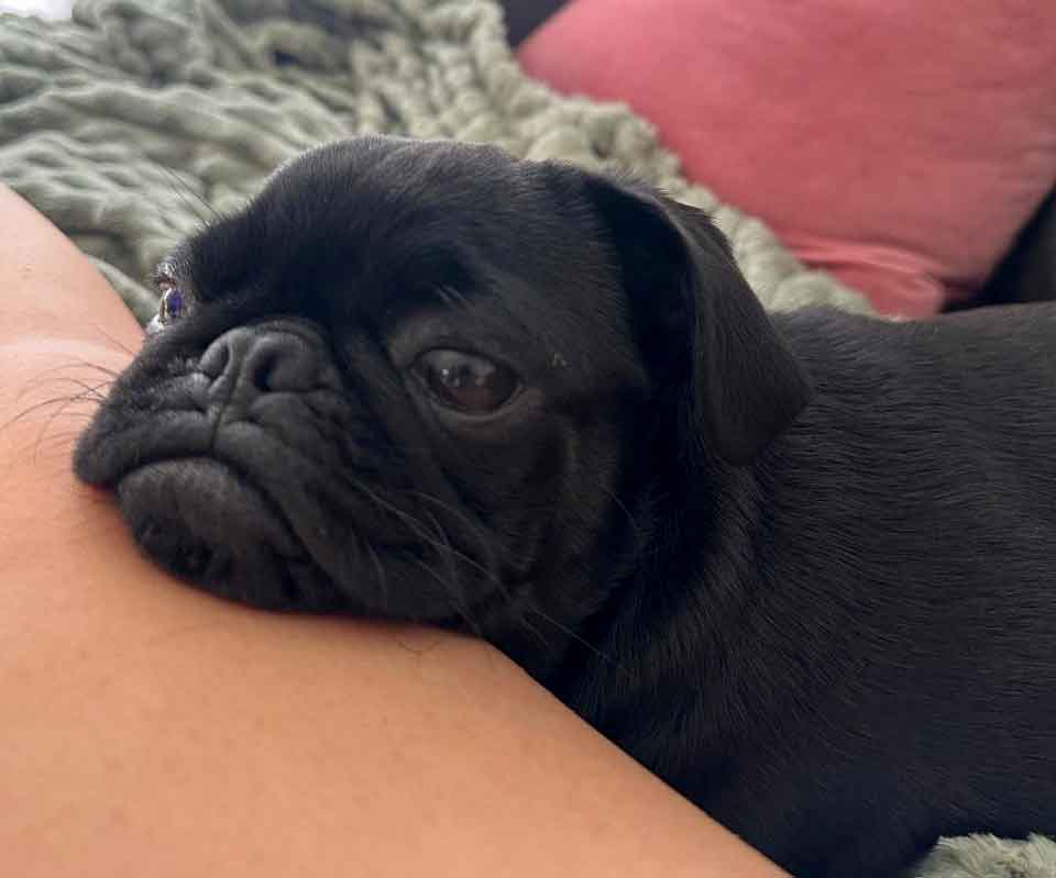 1-year-old female Pug