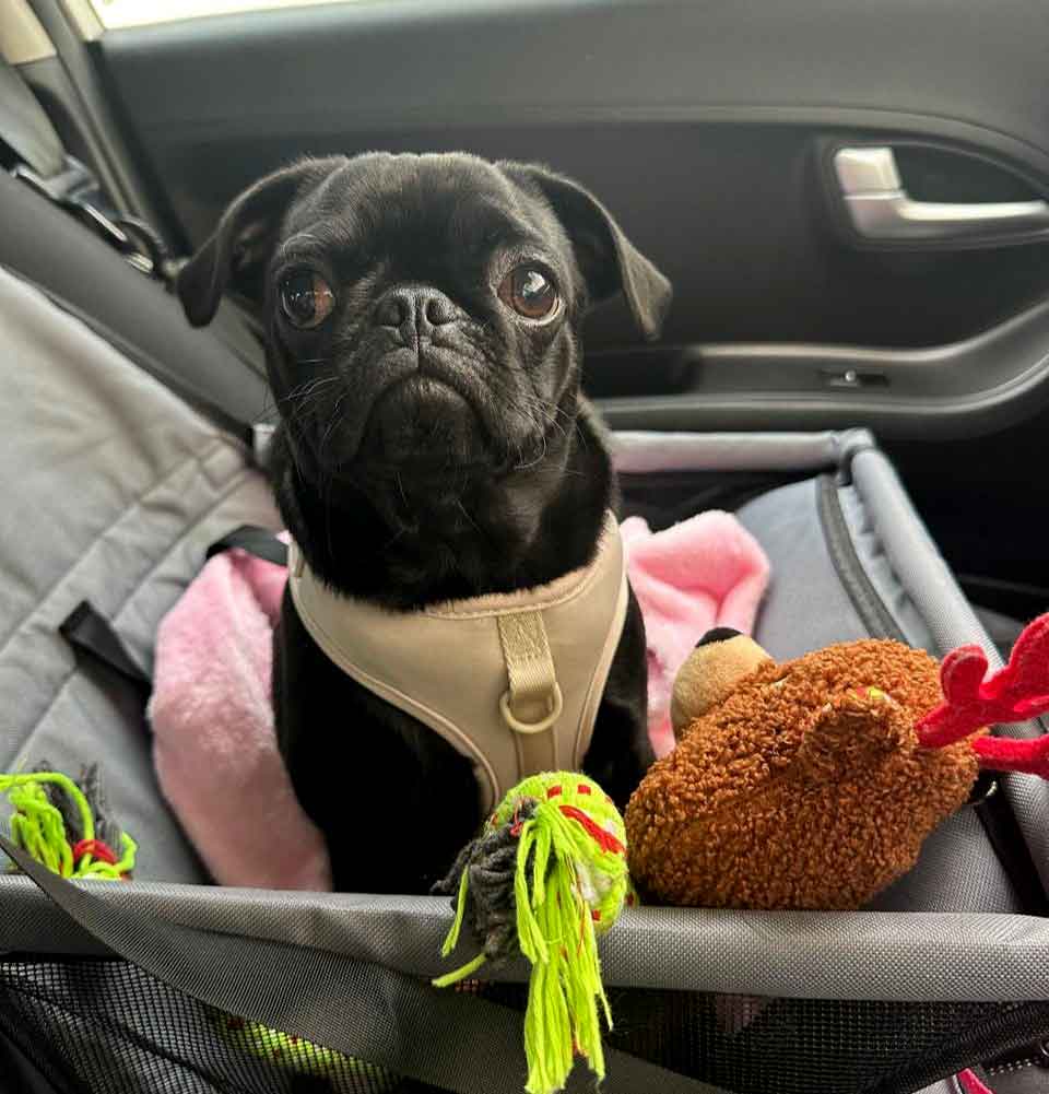 small female Pug in her car seat in the car
