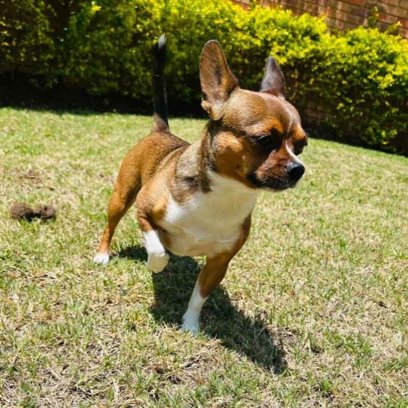 Adopt Chihuhahua Male: Noodle