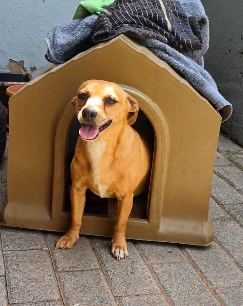 #220 Gauteng, Boksburg ~ Adopt Min Pins: Roscoe and Mia 4 9-year-old male Miniature Pinscher mix,