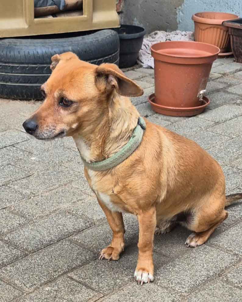 #220 Gauteng, Boksburg ~ Adopt Min Pins: Roscoe and Mia 5 9-year-old male Miniature Pinscher mix,