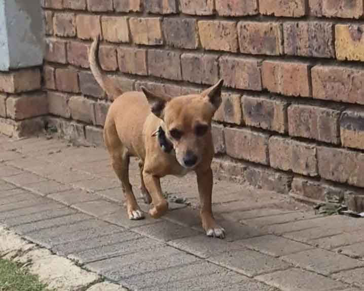 #220 Gauteng, Boksburg ~ Adopt Min Pins: Roscoe and Mia 2 Roscoe Min Pin Mix 4